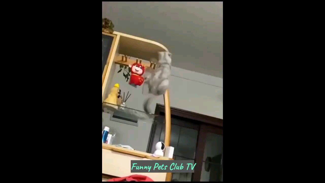 funny animals video 2024
