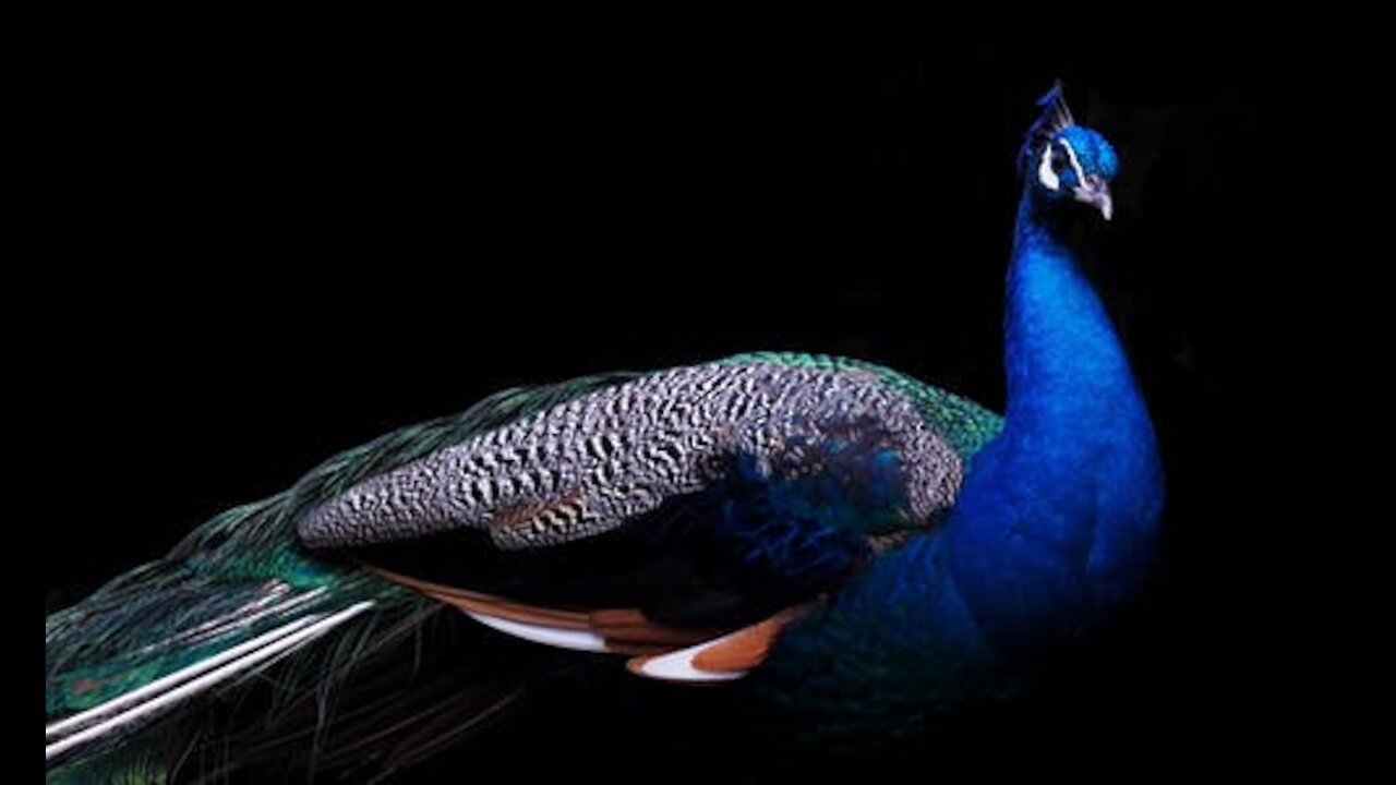 TOP OF MOST BEAUTIFUL ANIMALS EVER 2021