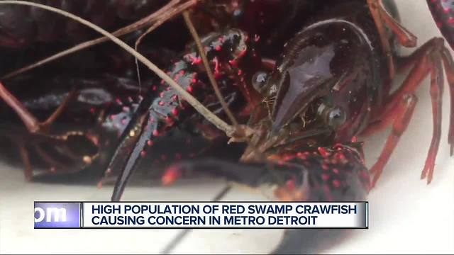 High population of red swamp crawfish found in metro Detroit