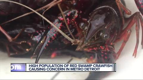 High population of red swamp crawfish found in metro Detroit