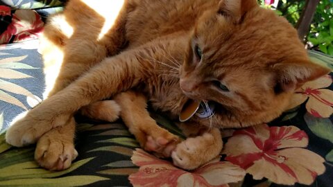 Morning cat scratching