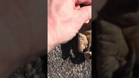 American Bald Eagle killed in collision. Sharp Eagle claws