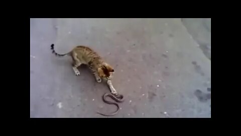 معركة ذكية بين القط أليف وأفعى سامة