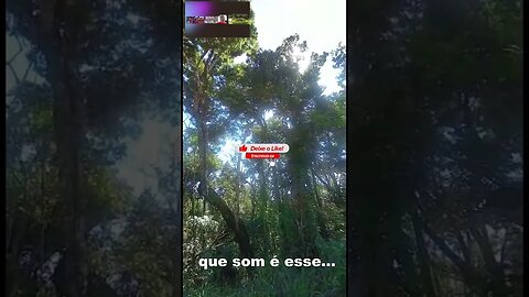 MÚSICA PARA OS MEUS OUVIDOS #shorts
