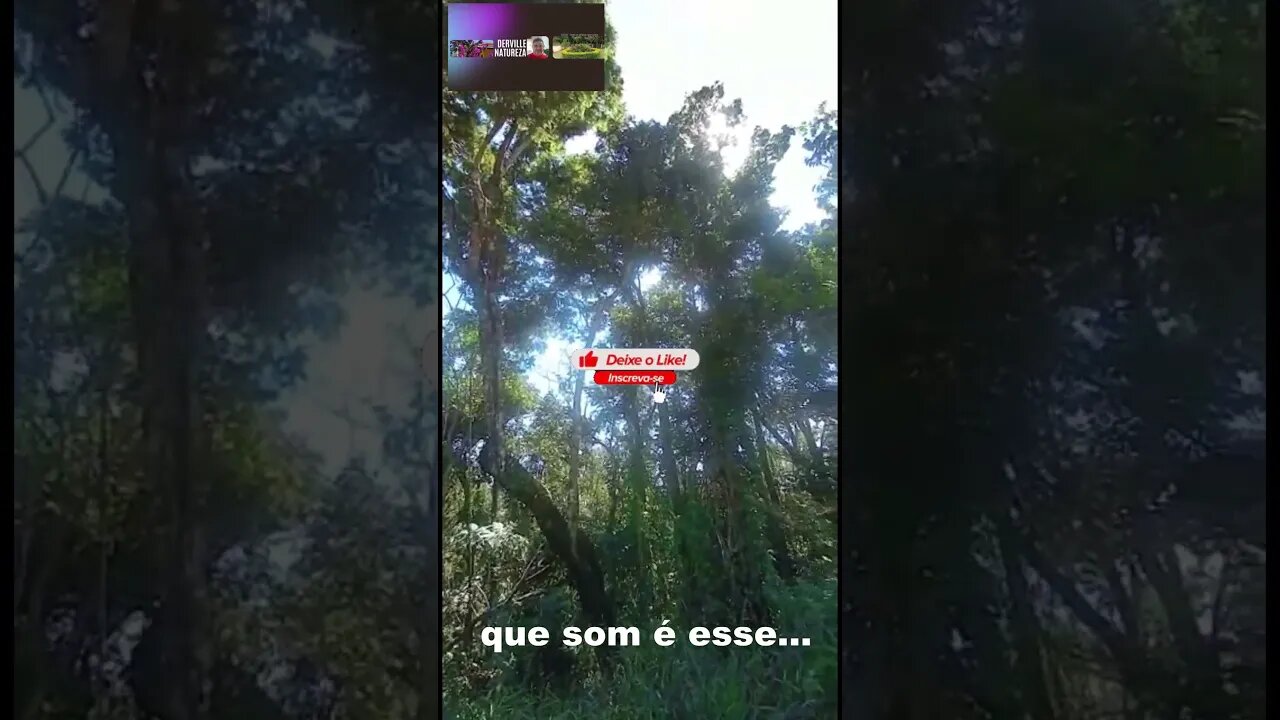 MÚSICA PARA OS MEUS OUVIDOS #shorts