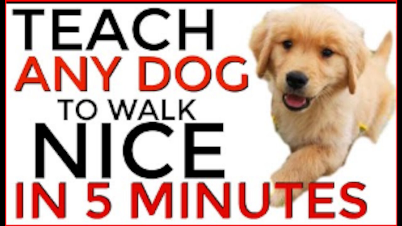 Teach ANY dog to walk nice on the leash | 5 MINUTE DOG TRAINING RESULTS!