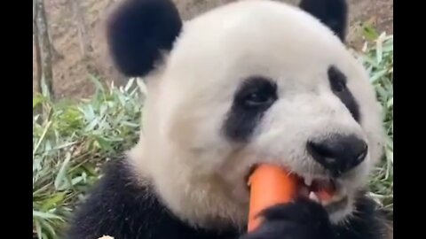 PANDA EATING CARROTS CUTE VIDEO FUNNY