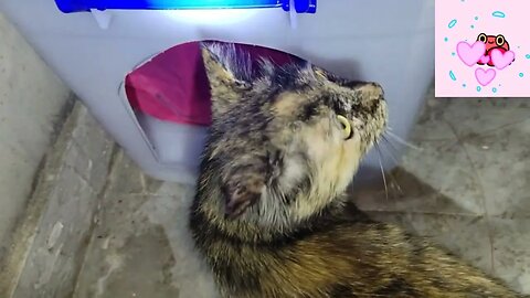 Homeless kittens to a new Box House