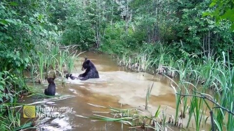 Watch this sweet interaction between mama bear and her cubs in muddy pond