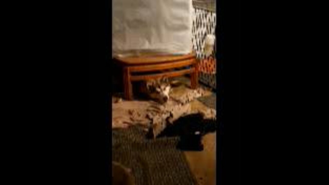 Avalanche the Malamute stuck under the table at 9.5 months old.