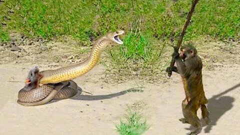 When Animals Bite Off More Than They Can Chew- 30 Epic Fails