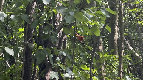 Male Cardinal faster than a bolt of lightning 😂