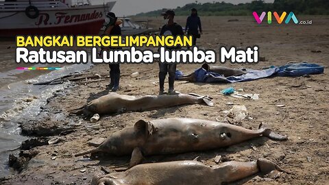 Ratusan Lumba lumba di Brasil Mati, Terkuak Penyebabnya
