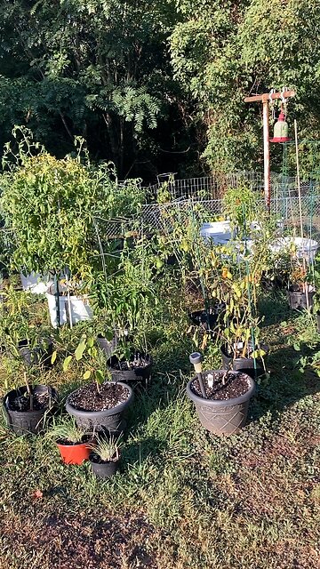 September Garden Cleanup