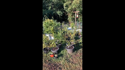 September Garden Cleanup