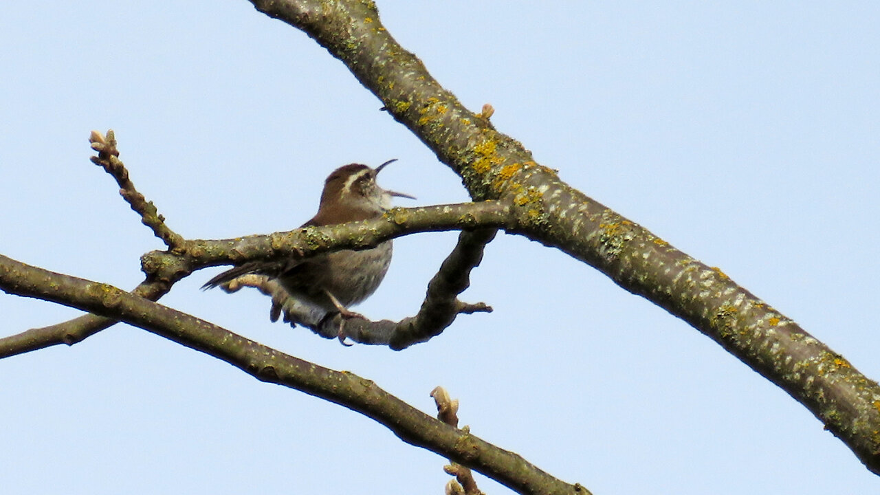 Bewick's Wren