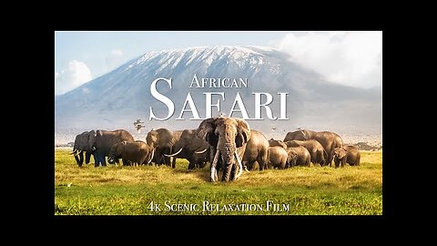 African Safari 4K - Scenic Wildlife Film With African Music