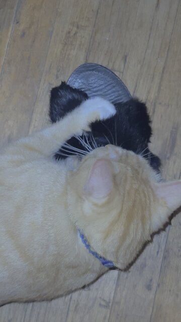 #cat #neko #tabbycat #kot #chat #gato