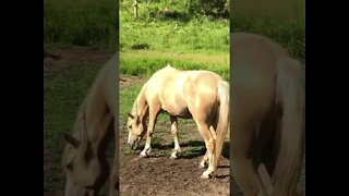 Beautiful palomino brumby mare
