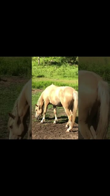 Beautiful palomino brumby mare