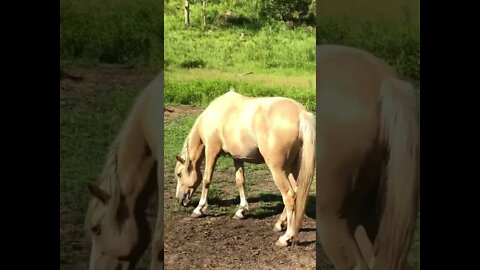 Beautiful palomino brumby mare