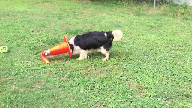 Funny Dog Plays With A Traffic Cone