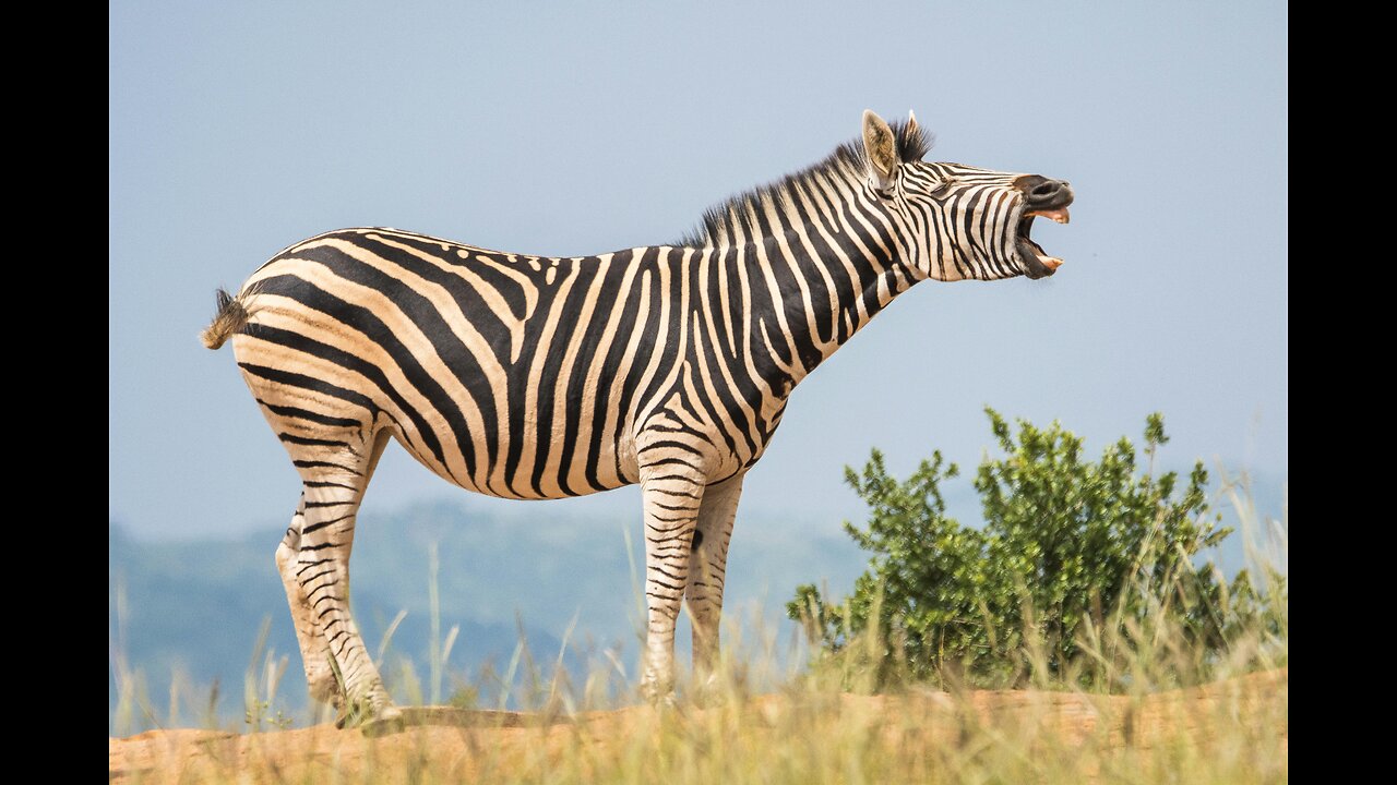 Zebra, Zebra Herd, Wild Zebra Compilation