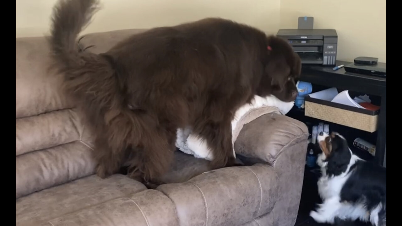 Newfie And Cavalier Jump On Couch In Search Of Treats