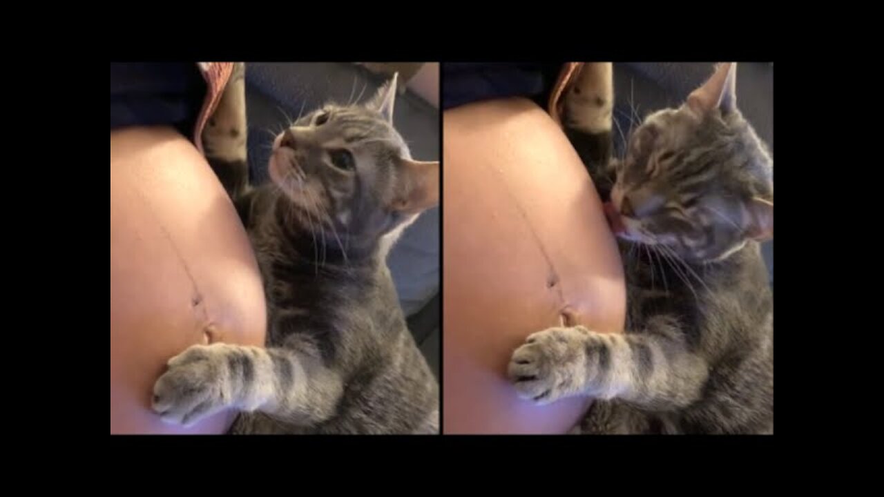 Curious Cat Realizes Its Owner Is Pregnant