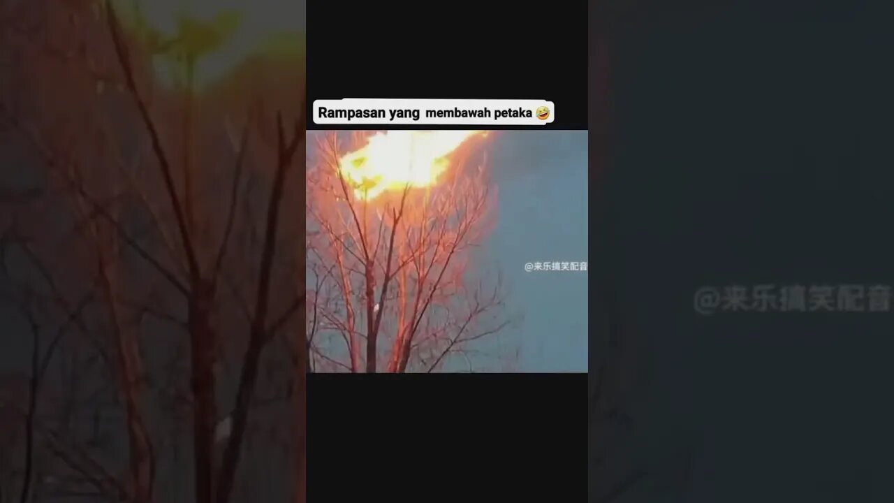 Burung yang tidak mengerti bahayanya api #shorts