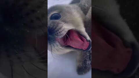 Wow!! Talking seal must watch!!🥹🥰 #antarctica #antarctic #research #science #ice #seals #shorts