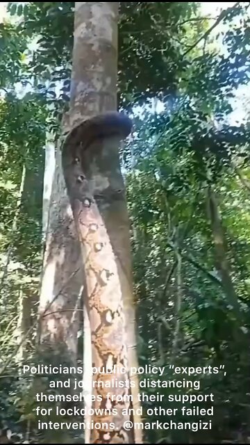 The “experts” distancing themselves from their support for lockdowns.