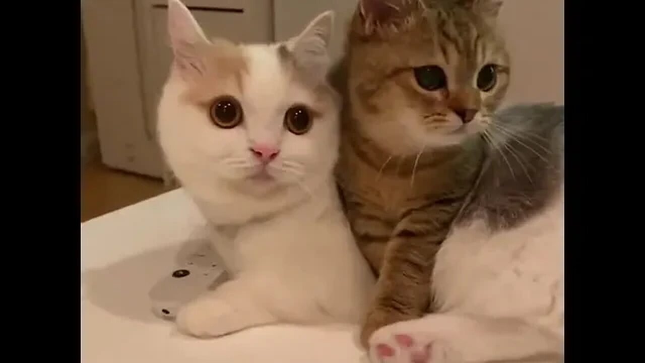 CAT VIDEO