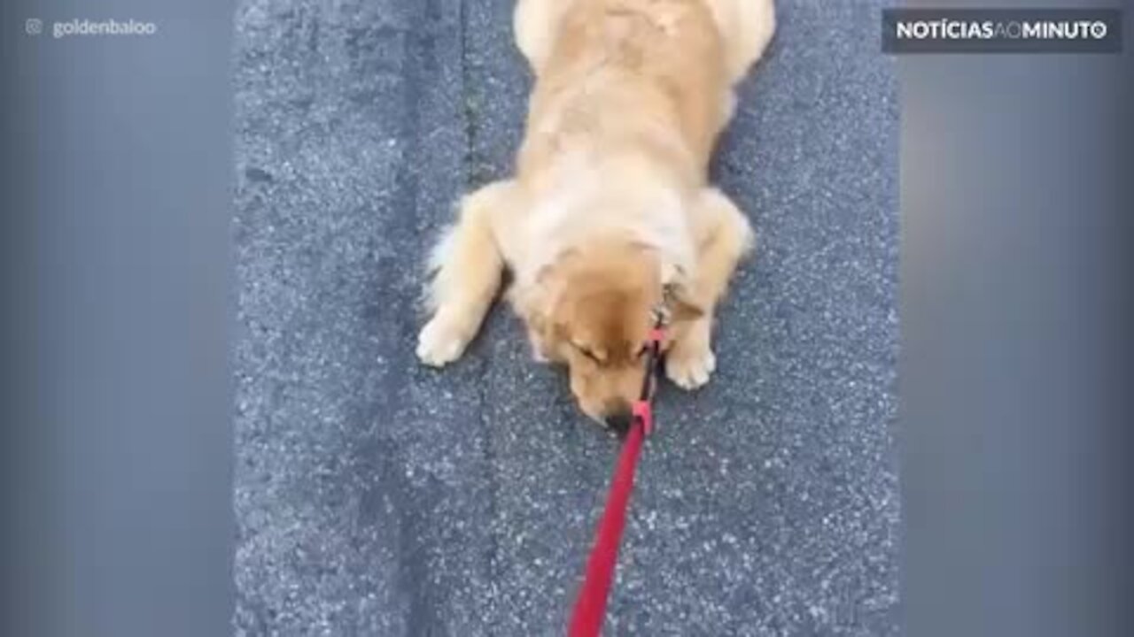 Cão deita no chão para não ter que ir embora de parque