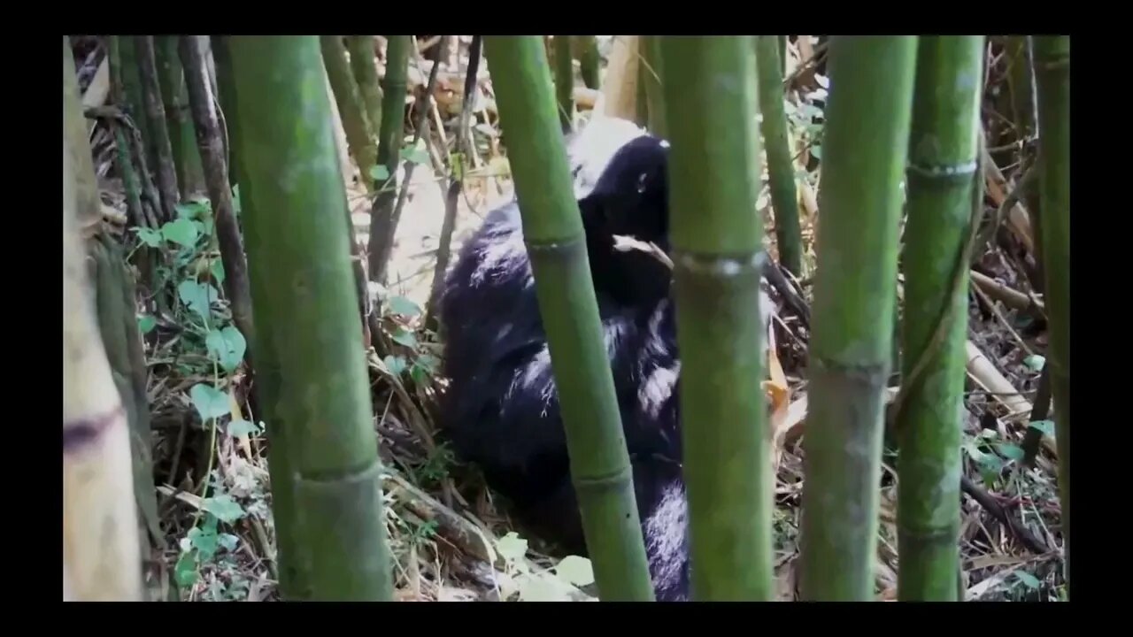In the animal world, it is very clever, it can imitate the simple actions of human beings