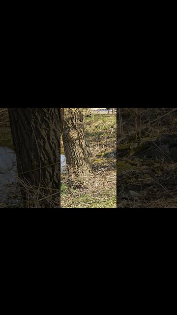 Can You Find The Squirrel?