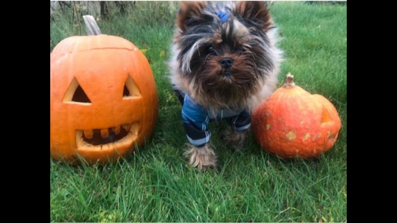 Teddy celebrates Halloween