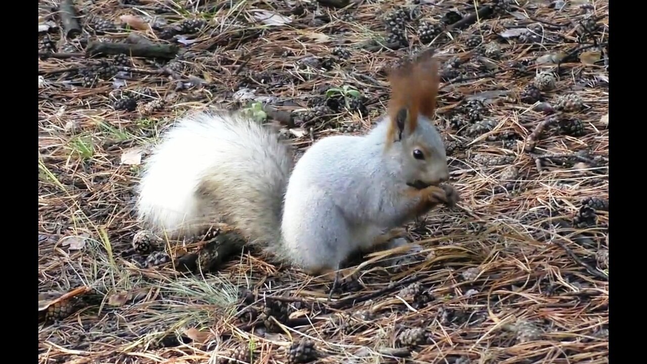 Squirrel habits