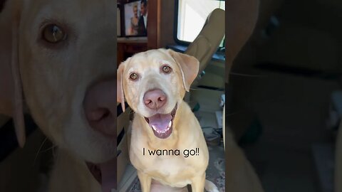 I wanna go #doglover #shorts #maggie #dogs #dogslife