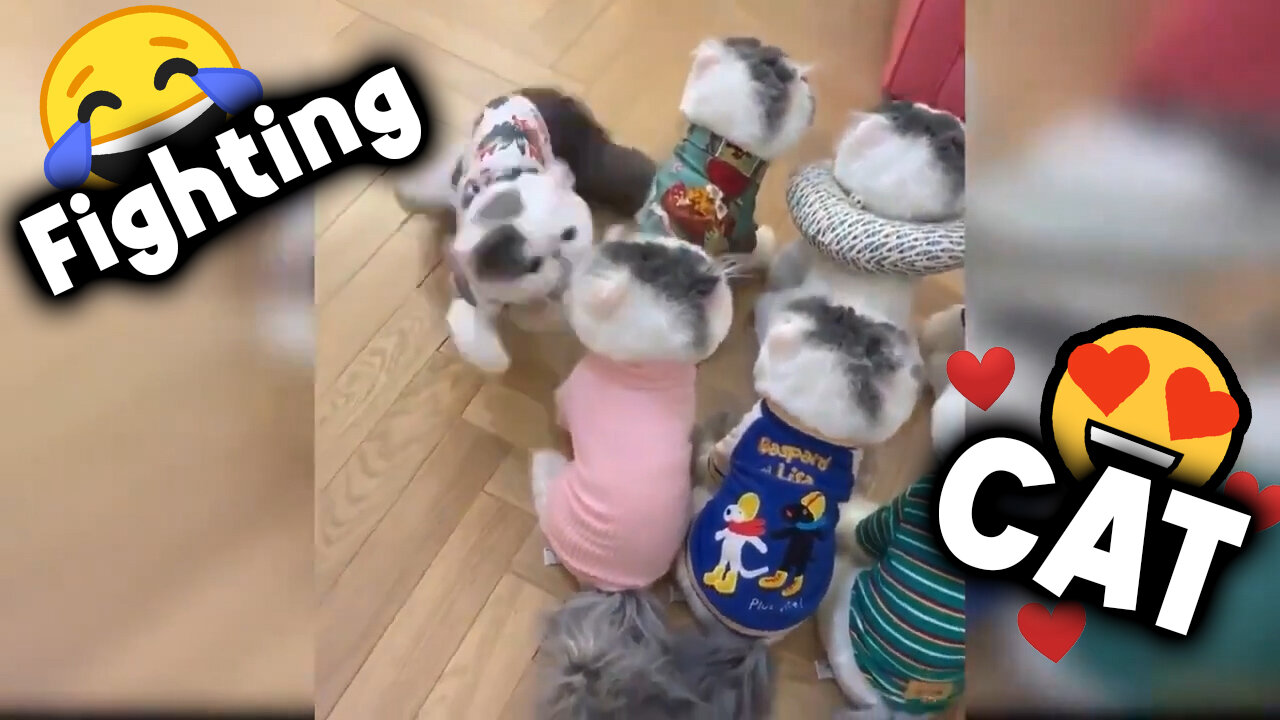 😍 Kitten Fighting with Stuffed Cat 😂