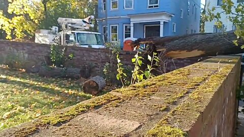 large tree takes down some power lines on Lambert Ave and Logan Street