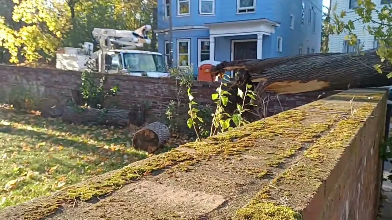 large tree takes down some power lines on Lambert Ave and Logan Street
