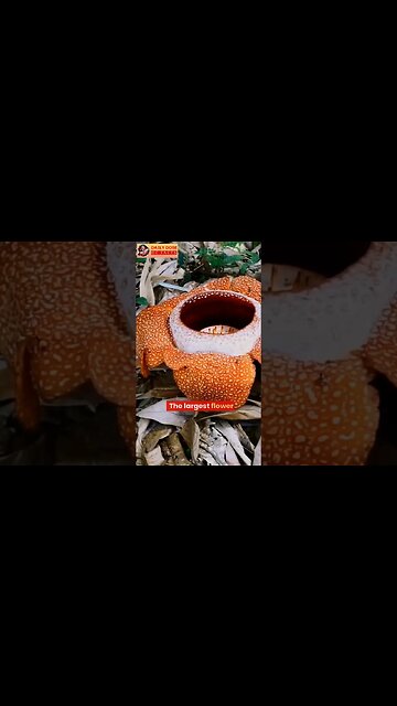 Rafflesia arnoldii, The largest flower in the world #shorts #shortsfeed #shortsvideo #facts