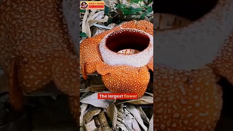 Rafflesia arnoldii, The largest flower in the world #shorts #shortsfeed #shortsvideo #facts