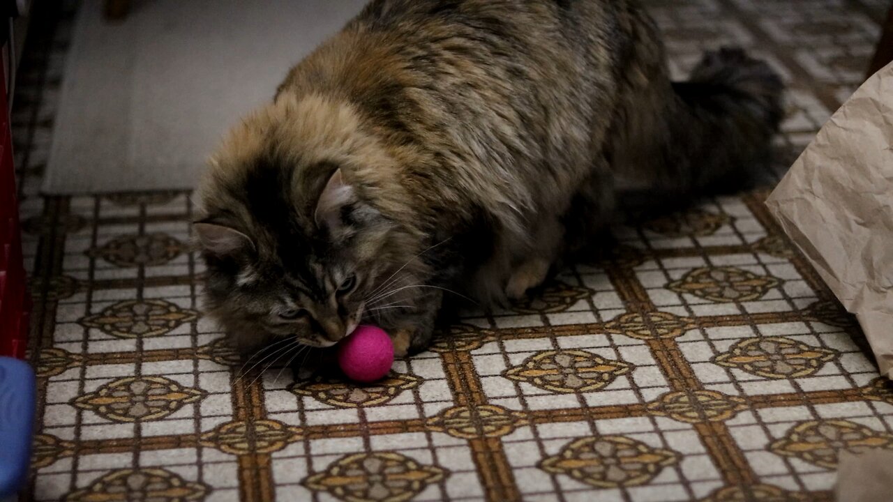 Leia Playing With a Brand New Ball