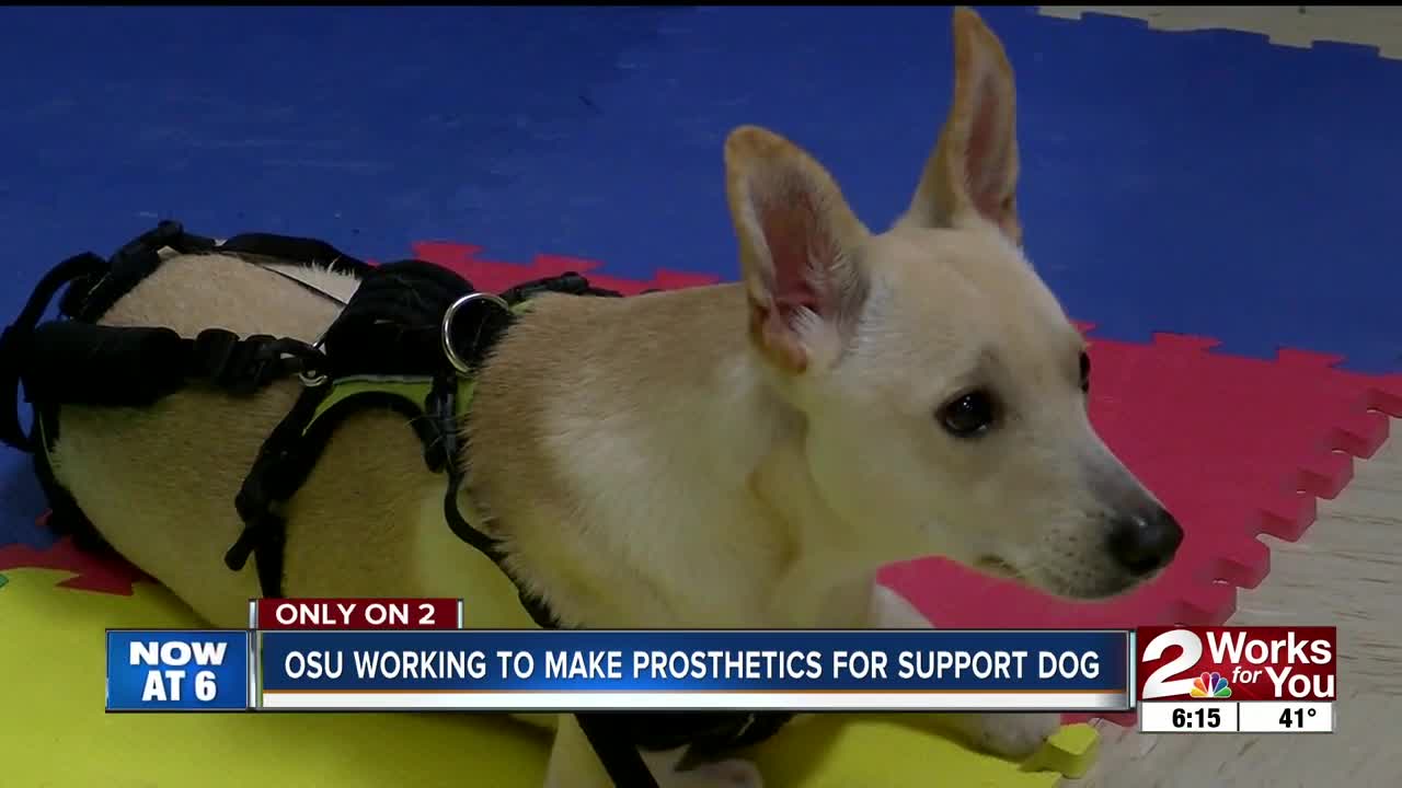 OSU working to make prosthetics for support dog