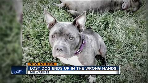 Milwaukee neighbors accidentally give away lost dog to wrong owners