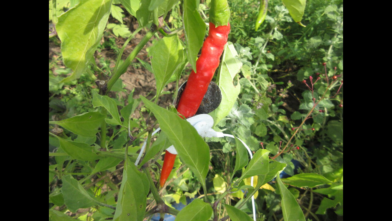 Harvesting A Pepper Cayenne Pepper Sept 2022