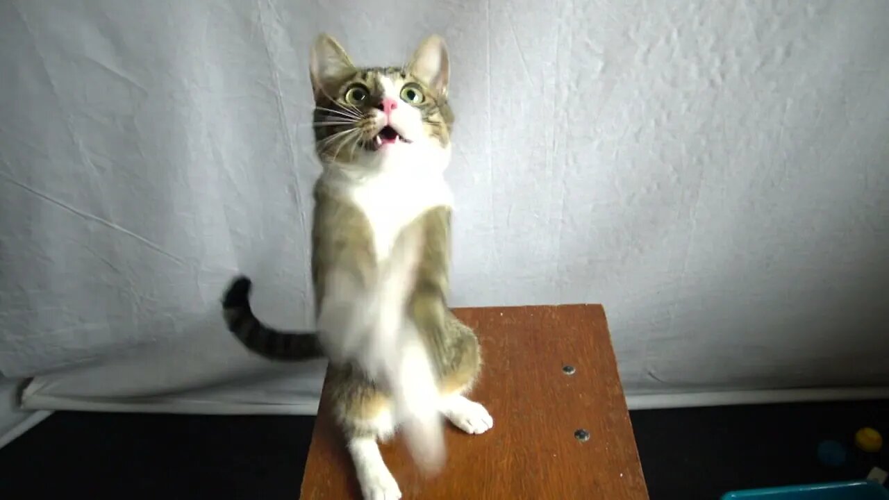 Kitten Catches the Toy