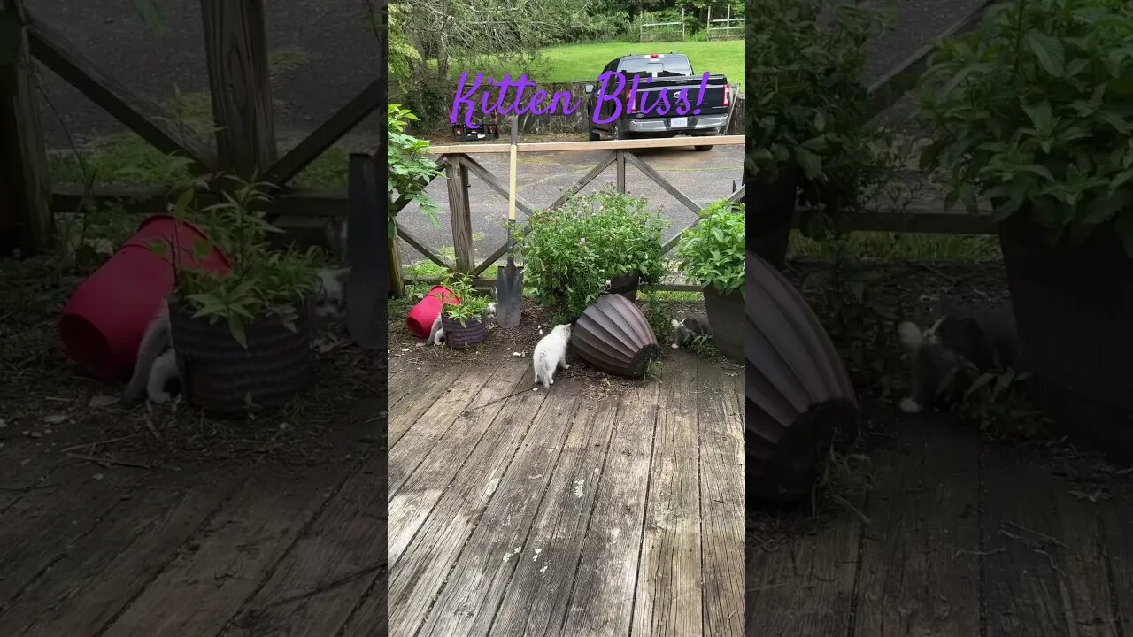1 Minute of Kitten Bliss! 🐈⬛#shorts #kitten